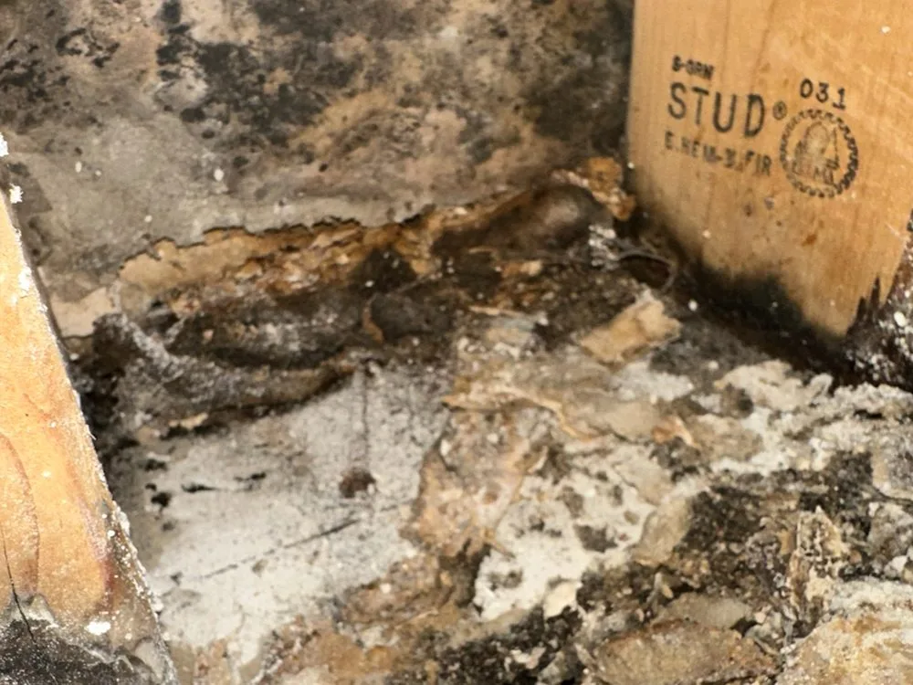 Mold and environmental remediation services in Long Island, NY